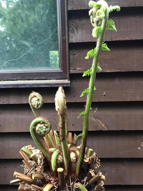 Dicksonia antarctica Dicksonia antarctica