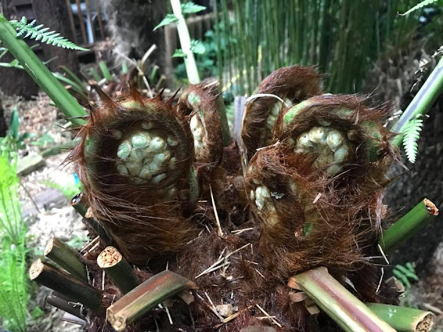 Dicksonia antarctica Dicksonia antarctica
