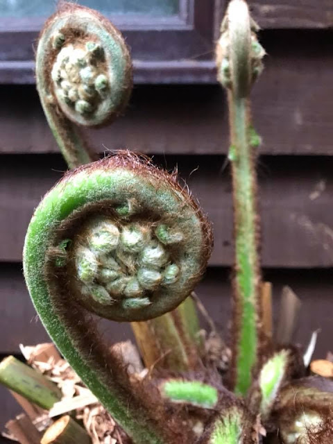 Dicksonia antarctica Dicksonia antarctica