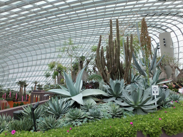Succulents at Gardens By the Bay, Singapore