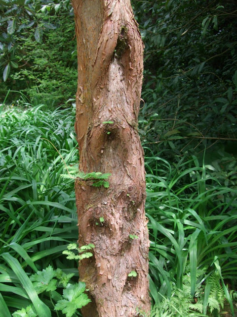 Metasequoia glyptostroboides