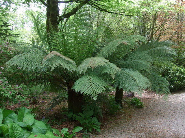 Dicksonia antarctica