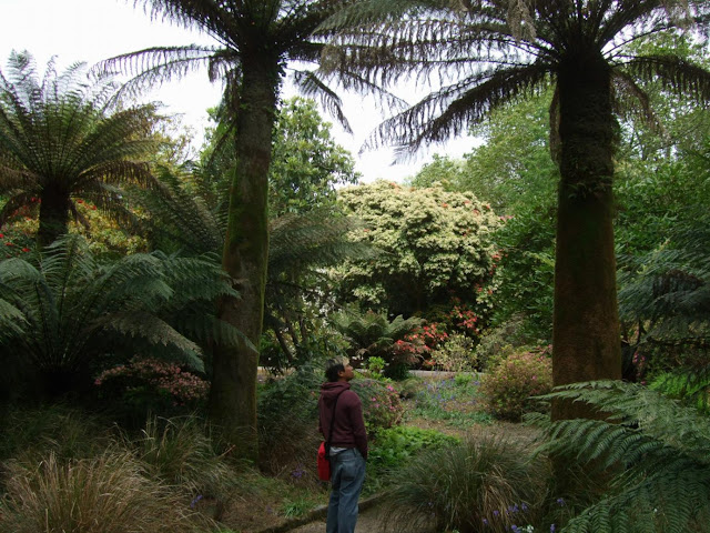 Towering Tree Ferns Dicksonia