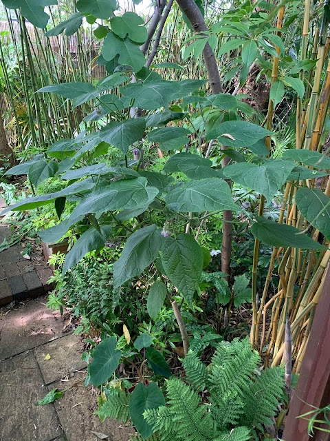 Cyphomandra corymbiflora Cyphomandra corymbiflora