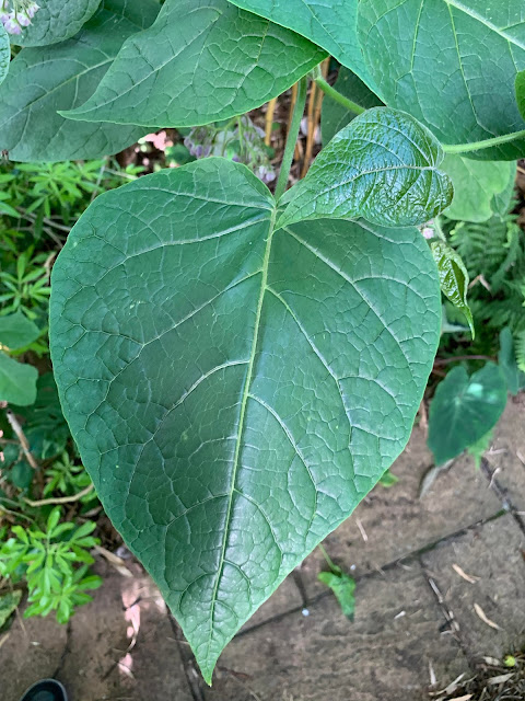 Cyphomandra corymbiflora leaves Cyphomandra corymbiflora
