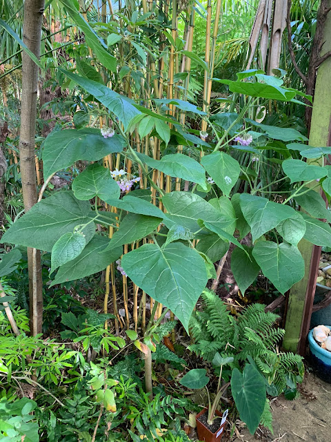 Cyphomandra corymbiflora Cyphomandra corymbiflora