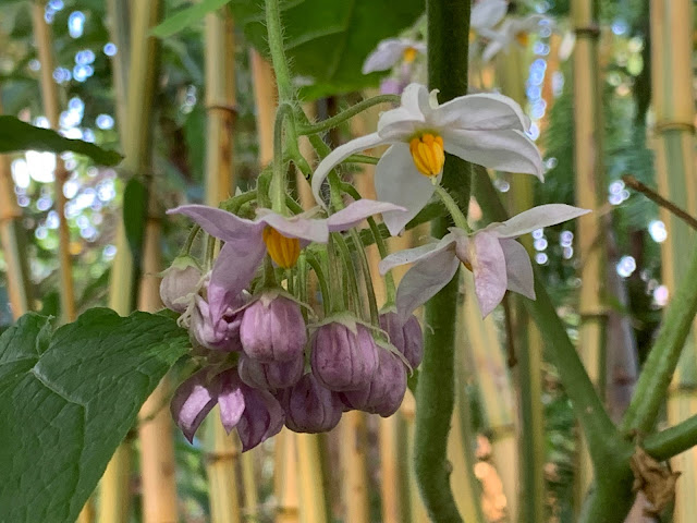 Cyphomandra corymbiflora flowers Cyphomandra corymbiflora