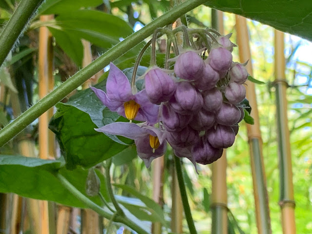 Cyphomandra corymbiflora flowers Cyphomandra corymbiflora