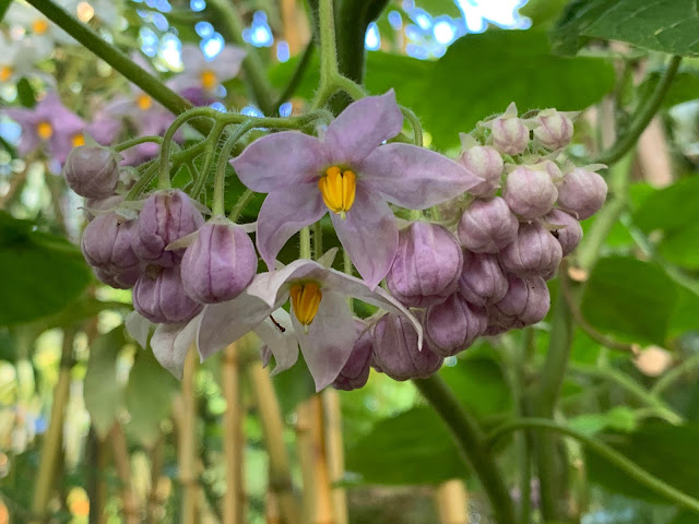 Cyphomandra corymbiflora flowers Cyphomandra corymbiflora