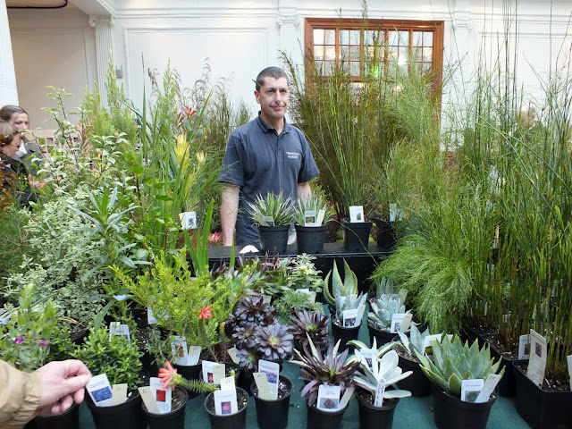 Trewidden Nursery at RHS London Plant and Design Show 2013