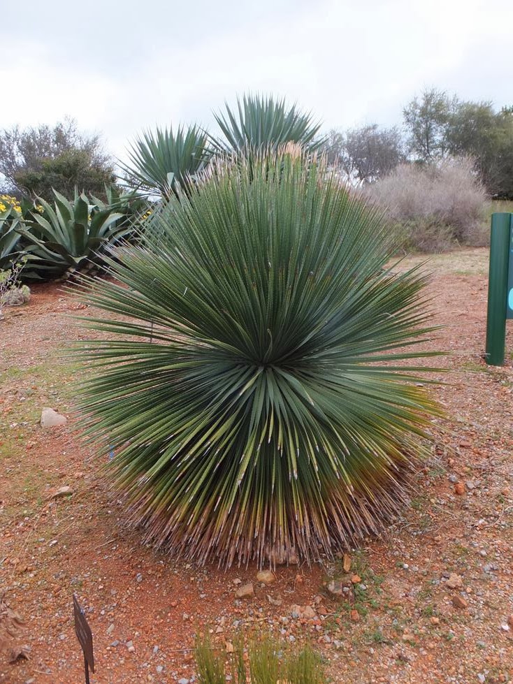 Dasylirion serratifolium Dasylirion serratifolium