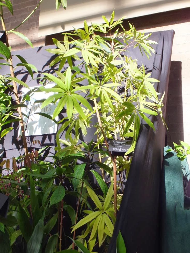 Oreopanax xalapensis Oreopanax xalapensis