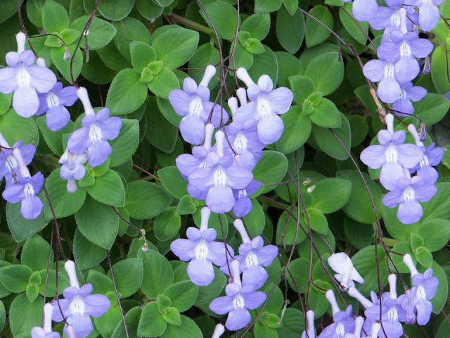 Gardens by the Bay Singapore - Cloud Forest