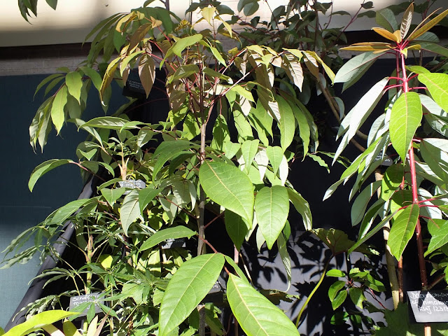 RHS London Plant and Design Show 2013