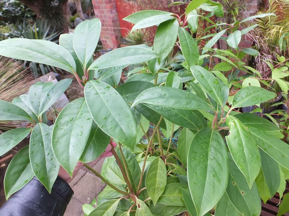 Illicium aff. majus Illicium aff. majus