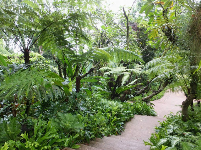 Tree fern walk at Singapore Botanic Gardens