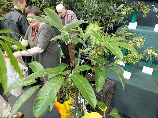 Schefflera alpinia from Crug at RHS London Plant and Design Show 2013