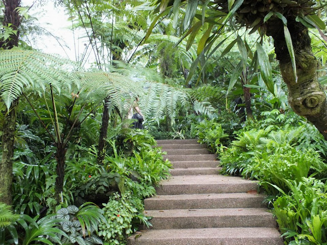 Steps through the Jungle - Singapore Botanic Gardens