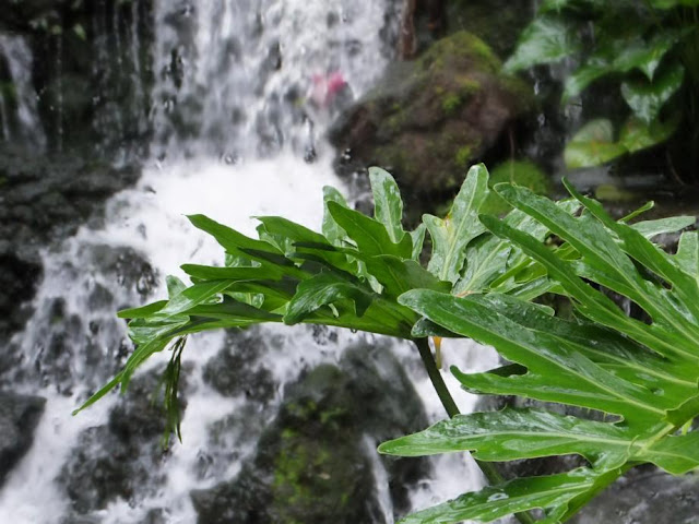 Waterfall at Singapore Botanic Gardens with Zanadu in front