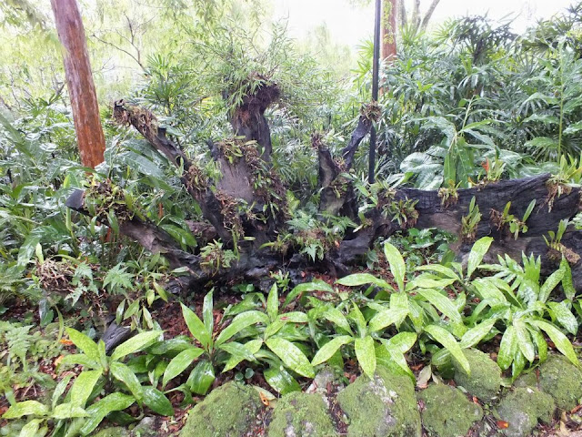Log with epiphytes Singapore Botanic Gardens