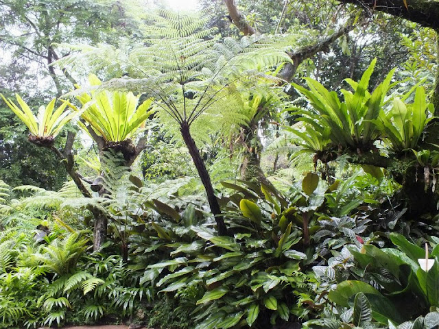 Singapore Botanic Gardens