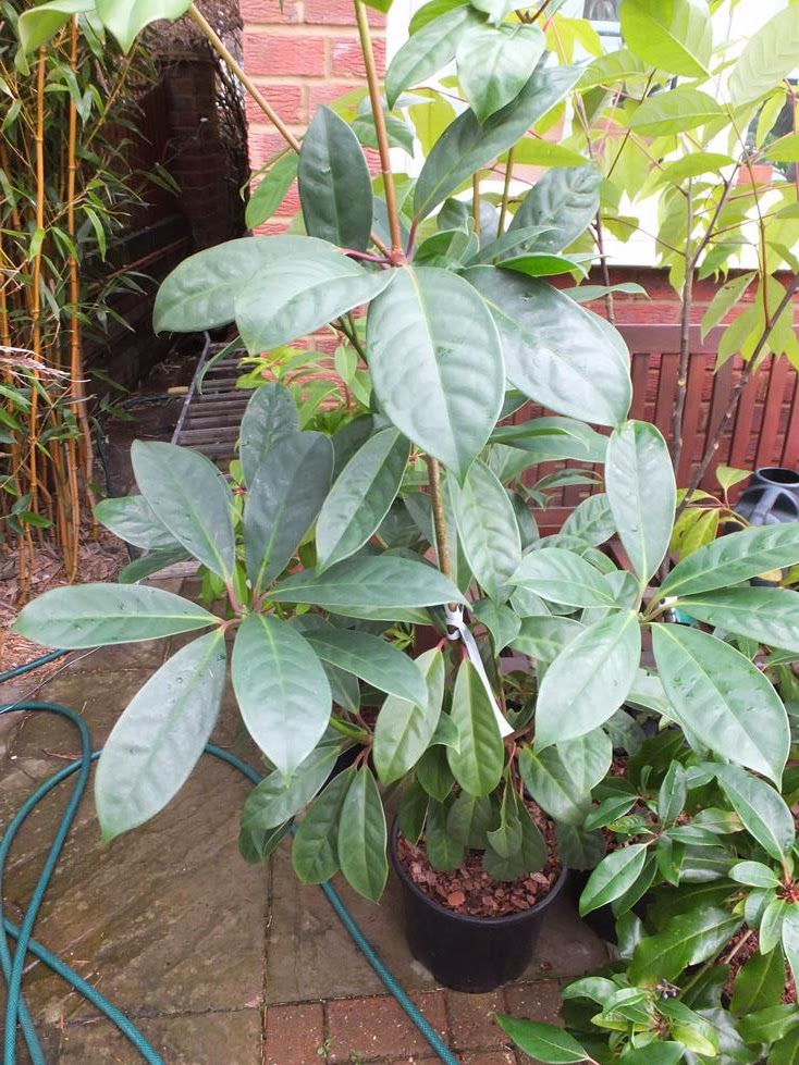 Illicium aff. griffithii Illicium aff. griffithii