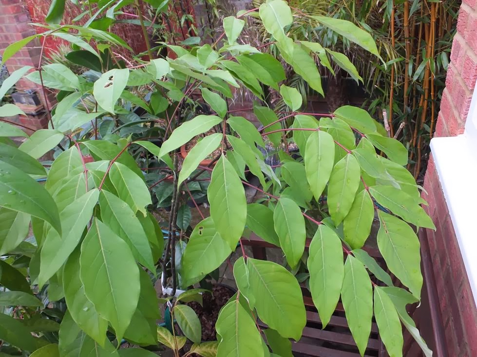 Tetradium fraxinifolium Tetradium fraxinifolium