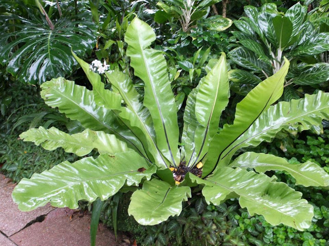Asplenium Singapore Botanic Gardens