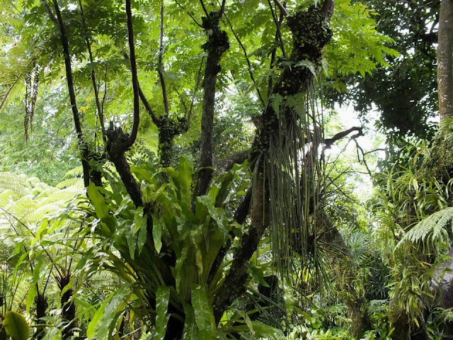 Jungle planting - Singapore Botanic Gardens