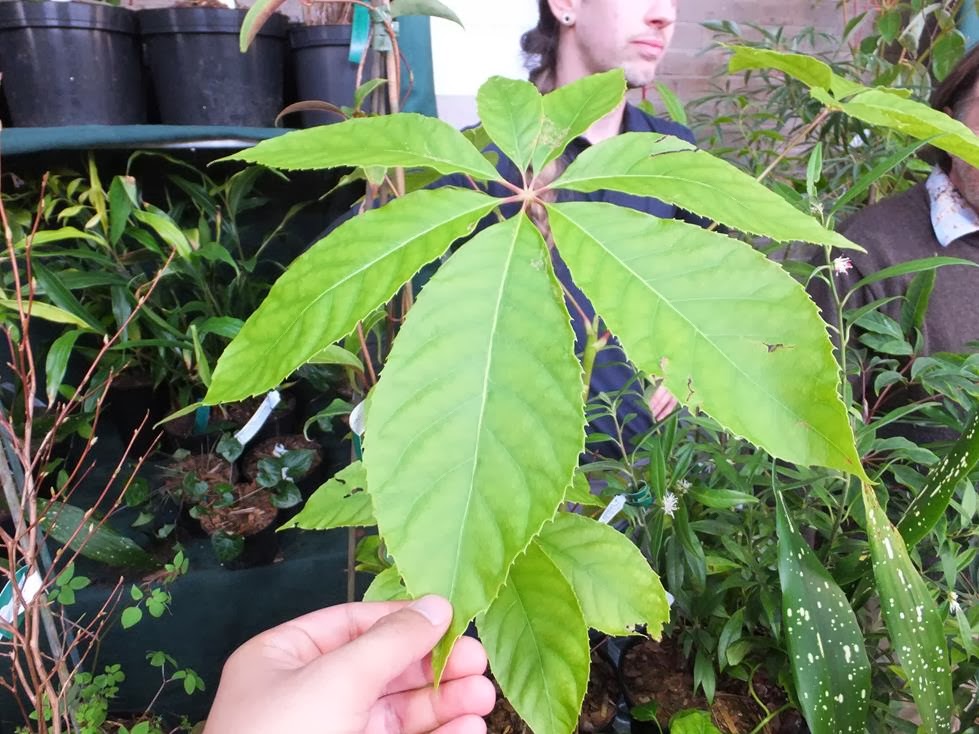 Oreopanax xalapensis Oreopanax xalapensis