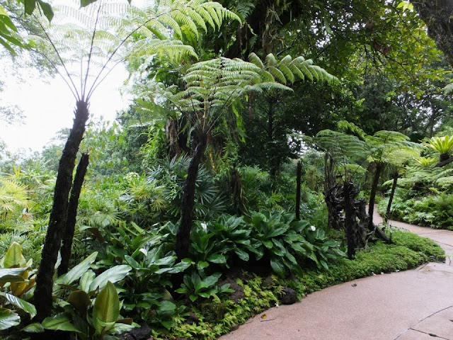 Cyathea Tree ferns Singapore Botanic Gardens