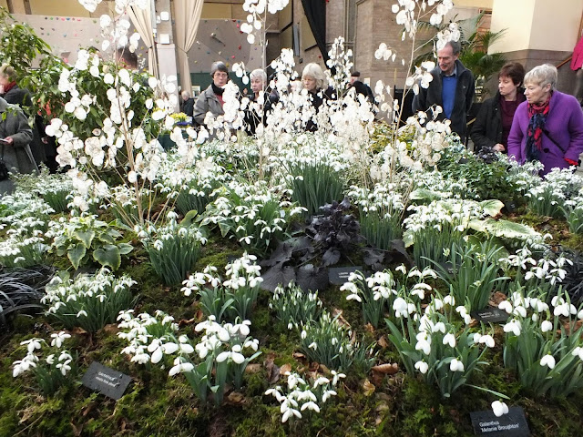 Snowdrop Display - RHS London Plant and Design Show 2013