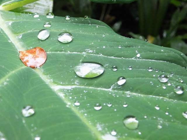 Singapore Botanic Gardens