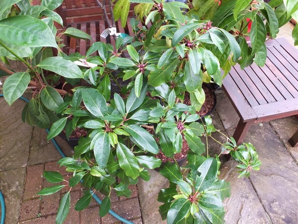 Daphniphyllum macropudum var. humile Daphniphyllum macropudum var. humile