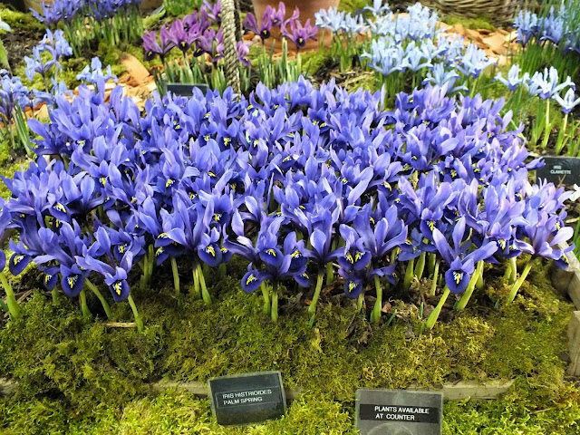 Miniature iris at RHS London Plant and Design Show 2013