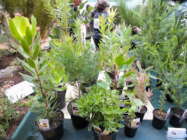 Trewidden Nursery - RHS London Plant and Design Show 2013