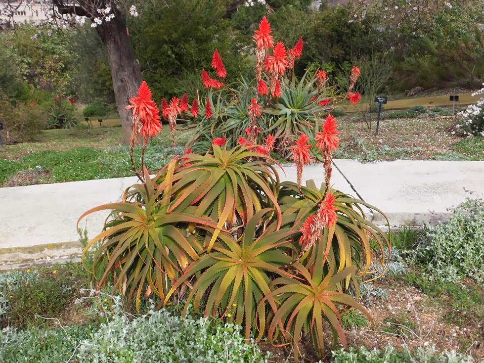 Aloe arborescens Aloe arborescens