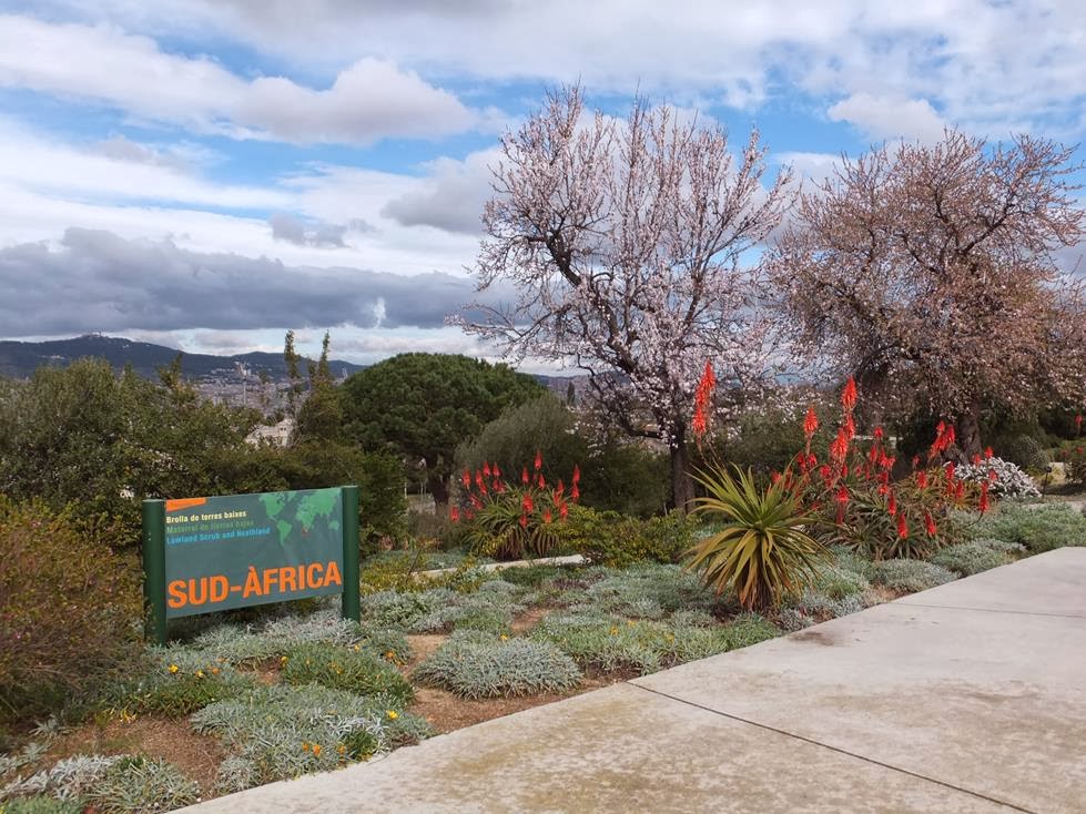 South Africa Garden at Botanical Garden of Barcelona Flowering Aloes in the South Africa Garden at Botanical Garden of Barcelona