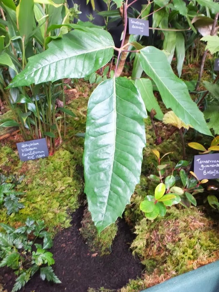 Schefflera delavayi Schefflera delavayi