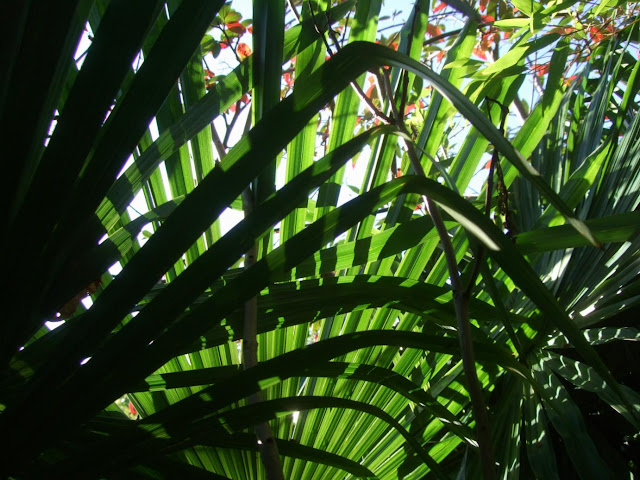Trachycarpus leaves