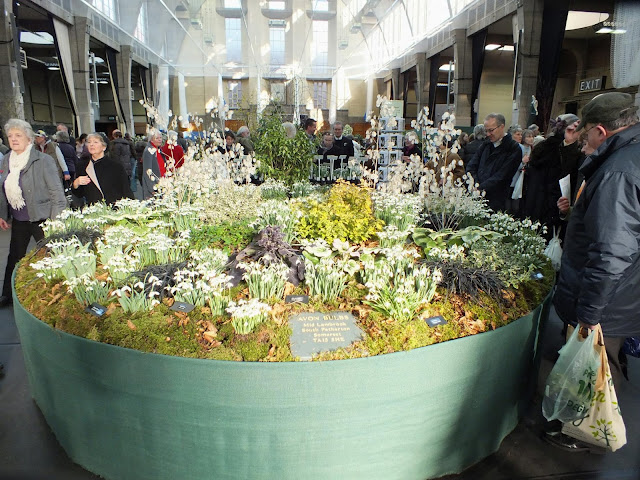 Snowdrops - RHS London Plant and Design Show 2013