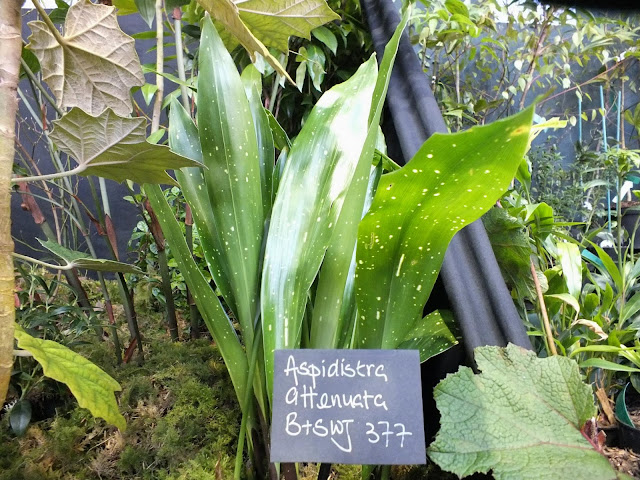 Aspidistra from Crug Farm