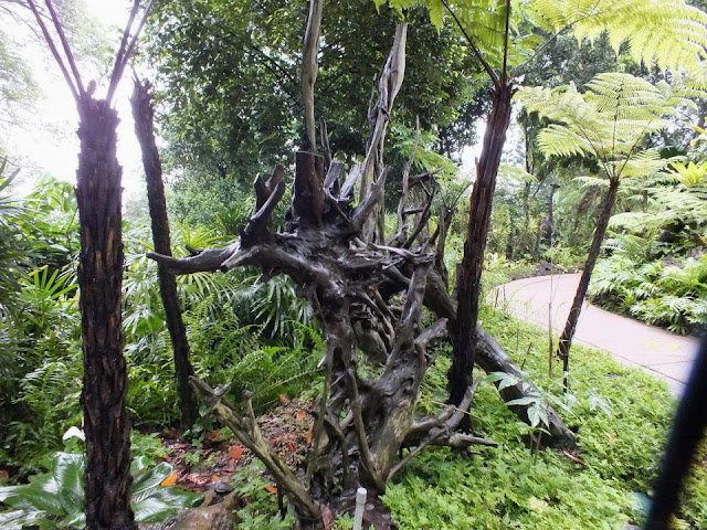 Twisted Roots - Singapore Botanic Gardens