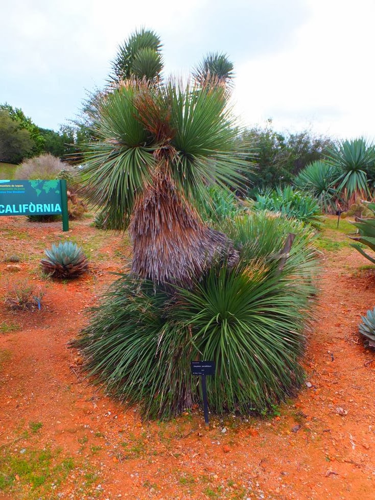 Dasylirion serratifolium Dasylirion serratifolium