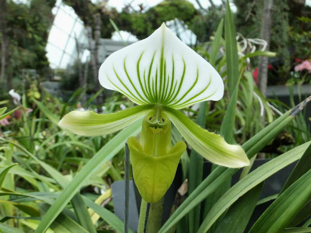 Paphiopedilum Gardens by the Bay Singapore - Cloud Forest