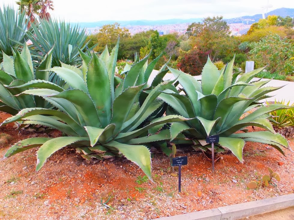 Agave salmiana Agave salmiana