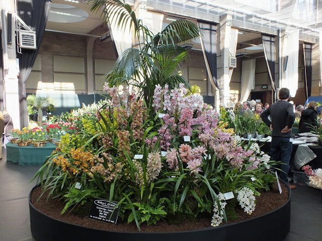 Orchids at RHS London Plant and Design Show 2013