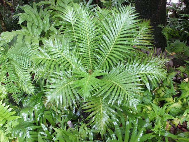 Blechnum Singapore Botanic Gardens