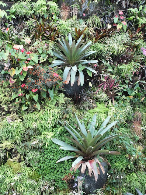 Bromeliads Gardens by the Bay Singapore - Cloud Forest